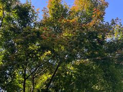 -昆山城市生态森林公园