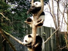 -成都大熊猫繁育研究基地