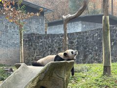 -都江堰中华大熊猫苑