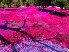 -莱阳濯村樱花园