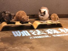 -咖法森林·咖啡  酒吧(天河店)