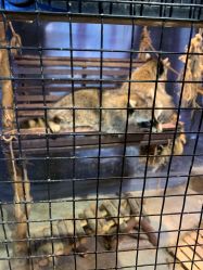 -酷嗒动物文化乐园(cutezoo西溪乐天城店)