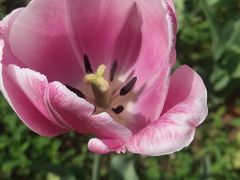 -北京国际鲜花港