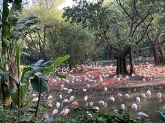 -广州长隆飞鸟乐园