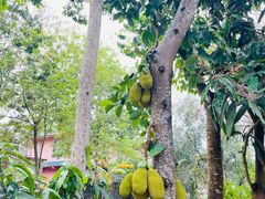 -中国科学院西双版纳热带植物园