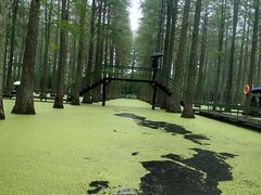 -渌洋湖湿地公园