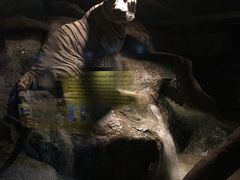 -清迈夜间动物园