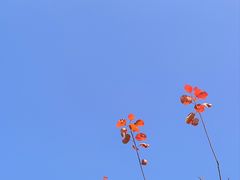 -北京西山国家森林公园