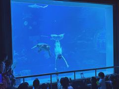 -太平洋海底世界