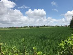 -上海崇明金茂凯悦酒店