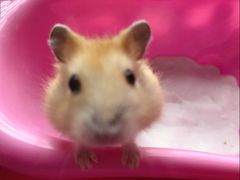 -钓仓鼠(洋桥北里小区店)