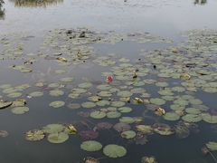 -空港花田景区