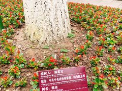-邓小平故里