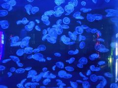 -多彩贵州城极地海洋世界