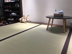 -逗柴咖啡屋·狗咖猫咖宠物桌游