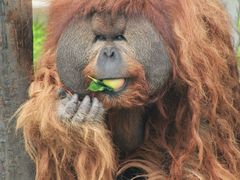 -西霞口神雕山野生动物世界