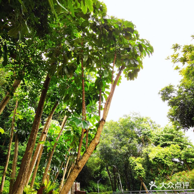 攻略 | 深圳宝安平峦山公园