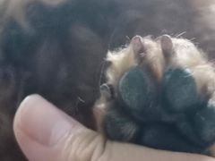 -安安宠物医院(情缘分院)