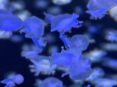 -太平洋海底世界