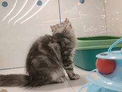 -1013 PET SHOP精品宠物商店(丁香店)