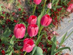 -豫园志愿服务青年中心