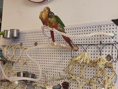 -吉丁鸟咖·异宠·寄养