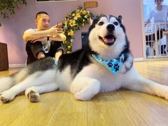-Husky Go! 哈士奇体验馆·宠物咖啡厅狗咖