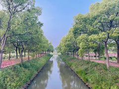 -海上花岛玫瑰园采摘