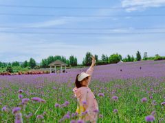 -紫颐香薰山谷景区