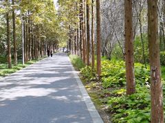 -昆山城市生态森林公园