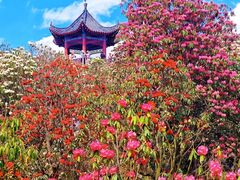 -贵州百里杜鹃风景名胜区