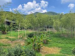 -大唐贡茶院
