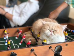 -飞行喵MR PILOT|猫舍·猫咖(静安大融城店)