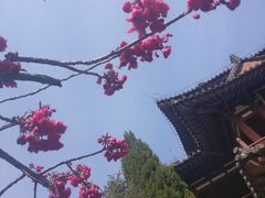 -西安青龙寺遗址景区