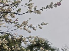 -西苑公园