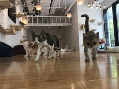 -momokira米努特·德文卷毛猫·棉花面纱犬