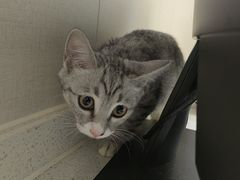 -安安宠医·臻爱宠物医院·宠保定点(营门口路分院)