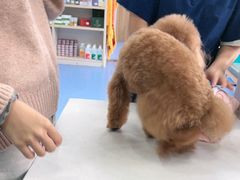 -博特宠物医院24h犬猫全科.骨科·异宠