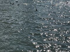 -洱海月湿地公园