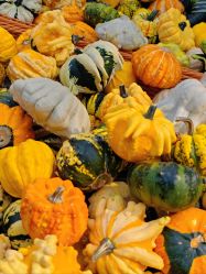 -爱丽丝奇幻乐园