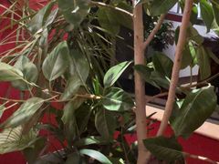 -拉蒂娜·巴西牛排馆 Latina·Brazilian Steakhouse(王府井喜悦店)