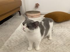 -猫大福·Fortune Cat猫舍(百子湾店)