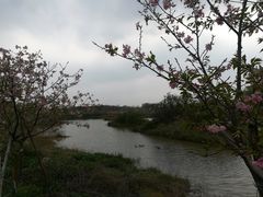 -天适樱花悠乐园