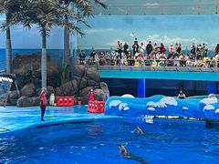 -海合安成都极地海洋公园
