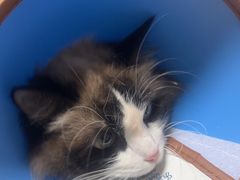 -乐派堂宠物医院·猫友好· 心脏科(东街店)