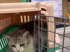 -瑞派康怡24h宠物医院·犬猫医疗中心·微创绝育(瑞景分院)