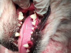 -瑞鹏宠物医院犬猫全科(真大分院)