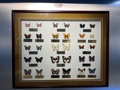 -上海昆虫博物馆