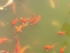 -武汉紫薇都市田园