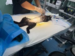 -达爱动物医院·犬猫分区·CT·复杂眼科(远洋山水分院)